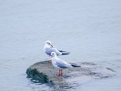 -深圳湾公园(南山区)