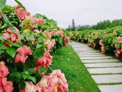 -深圳湾公园(南山区)