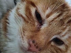 -瑞派宠物医院·中兽医专科(中央商城分院)