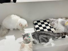 -怪兽屋·羊驼·猫咖·狗咖(俊华广场店)