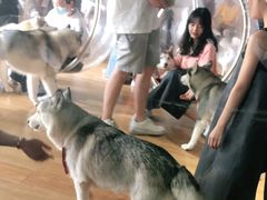 -Husky Go! 哈士奇体验馆·宠物咖啡厅狗咖
