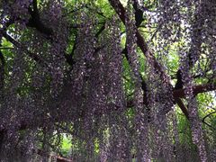 -嘉定紫藤园