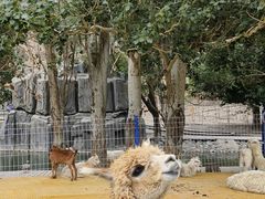 -新疆天山野生动物园