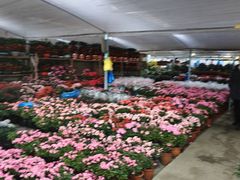 -龙大花卉苗木市场