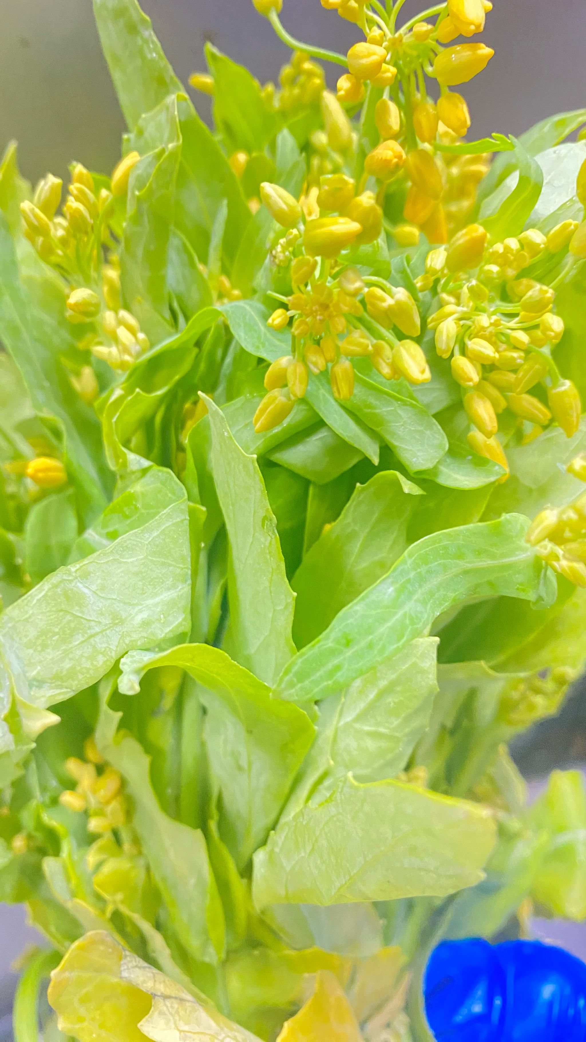 板蓝根苗 吃过吗 我知道哪个饭店有 哈哈