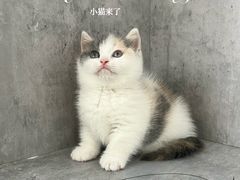 -小猫来了·猫舍(红山六九七九店)