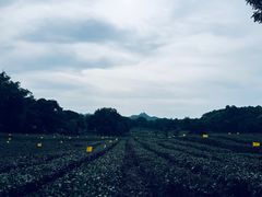 -杭州植物园