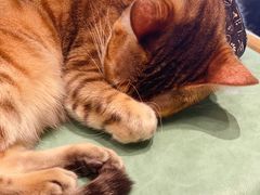 -猫色咖啡·猫咖