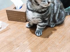 -藏猫猫咖啡主题馆(中央大道店)