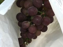 -马陆小张葡萄园农家乐