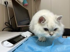 -创凡宠物医院·骨专科  猫科中心(西乡分院)