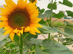 -光明小镇欢乐田园