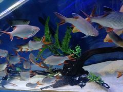 -沙沙哗啦海洋馆(华宇百花谷店)
