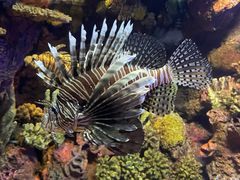 -上海海洋水族馆