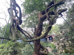 -绮园景区