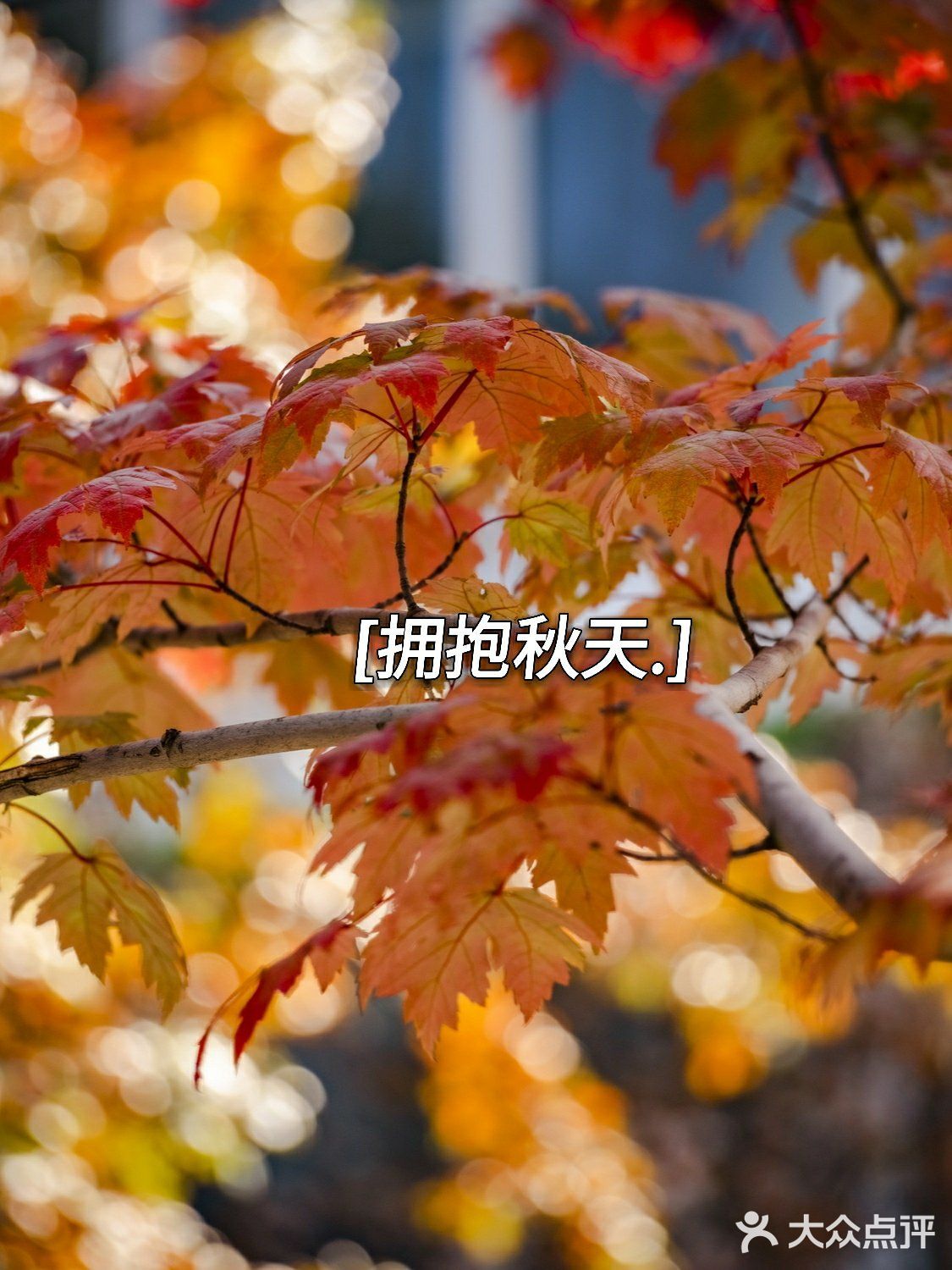 杭州的秋日‖天目里的最美红枫