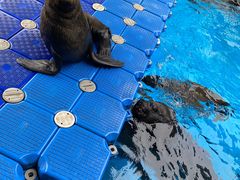 -海合安成都极地海洋公园