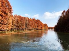 -上海海湾国家森林公园