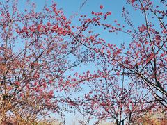 -顾村公园