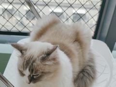-怪兽屋·羊驼·猫咖·狗咖(俊华广场店)