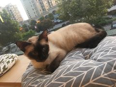 -CAT’S MEWSTAR CAFE·喵星球猫屋(晴湾咖啡店)