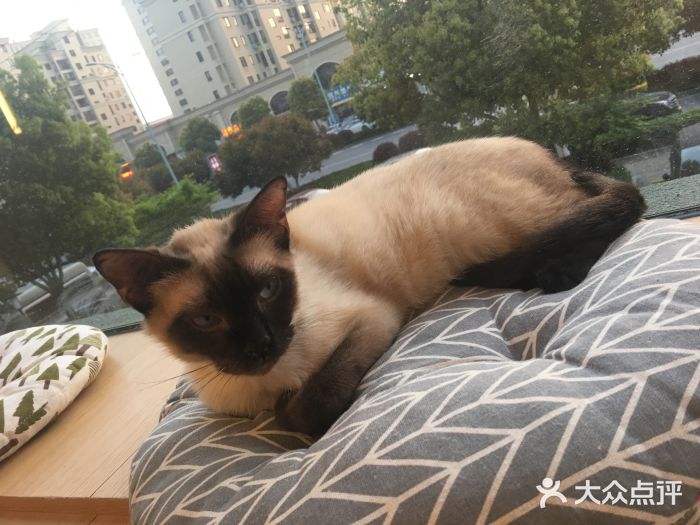 CAT’S MEWSTAR CAFE·喵星球猫屋(晴湾咖啡店)图片