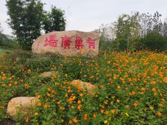 -合肥滨湖国家森林公园