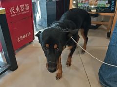 -艾贝尔宠物医院 ·中兽医·宠保定点(北门桥店)