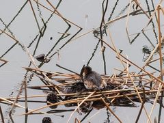 -重元寺香积厨素斋馆