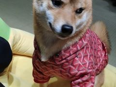-逗柴咖啡屋·狗咖猫咖宠物桌游