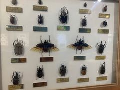 -上海昆虫博物馆