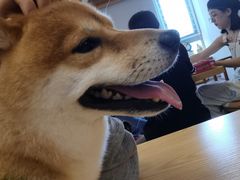 -豆柴町-柴犬主题狗咖(红鼎国际C座店)