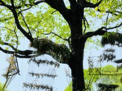 -上海鲜花港