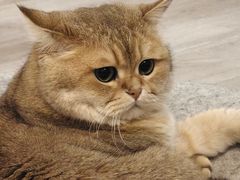 -柴迷FANS CLUB·柴犬狗咖·猫咖