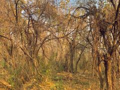 -盘龙城国家考古遗址公园