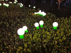 -香雪海