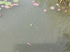 -新江湾城公园