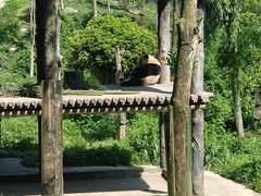 -中国大熊猫保护研究中心雅安碧峰峡基地