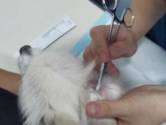 -佳怡动物医院·平价24小时·猫专科骨外科