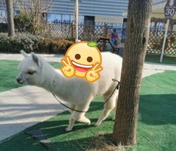 -萌宠亲子动物乐园(槐房万达店)