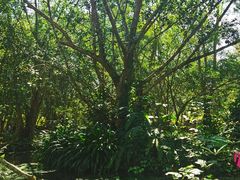 -中国科学院西双版纳热带植物园