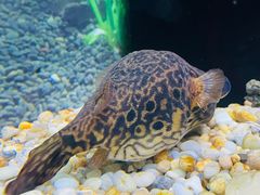 -上海海洋水族馆