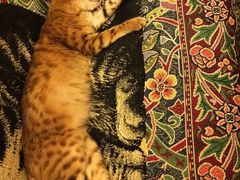 -猫色咖啡·猫咖