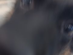 -北京派仕佳德动物医院·超导核磁·CT·神经科·骨科·内外科·急重症管理中心