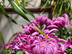 -祥禾饽饽铺·中式糕点(天津河东美福园店)