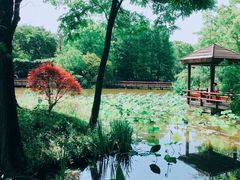 -上海滨江森林公园