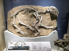 -国家自然博物馆