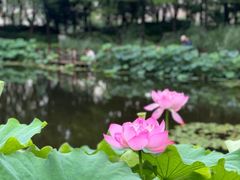 -陈家山荷花公园