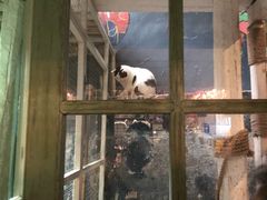 -猫咪博物馆(顶澳仔猫街店)