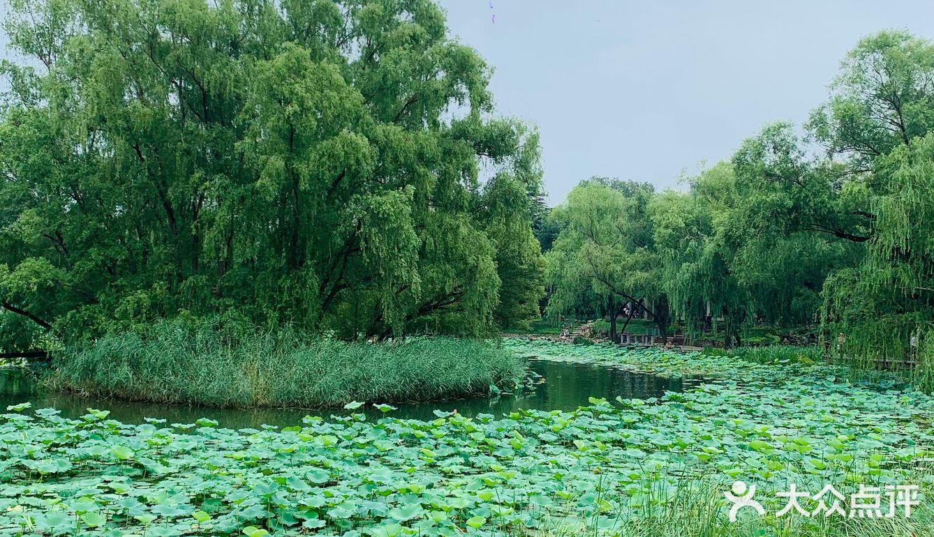 北京最值得去的免费公园｜紫竹院赏荷花🌸